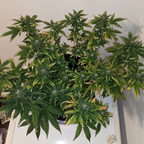 Candy Cane growlog timeline photo