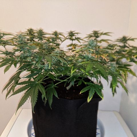 Candy Cane growlog timeline photo