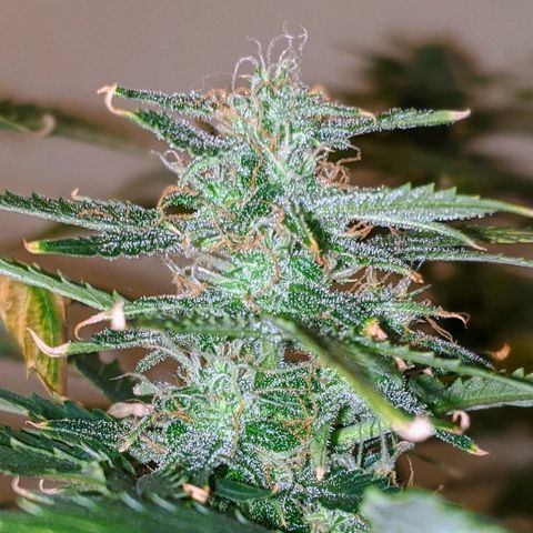 Candy Cane growlog timeline photo