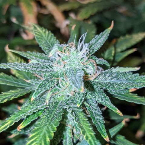 Candy Cane growlog timeline photo