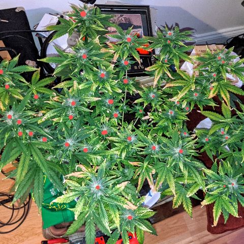 Candy Cane growlog timeline photo