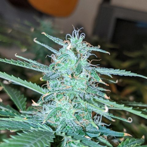Candy Cane growlog timeline photo