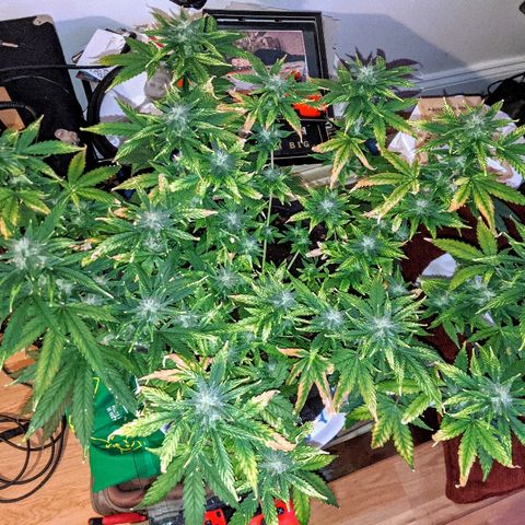 Candy Cane growlog timeline photo