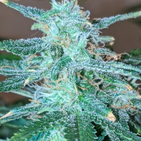 Candy Cane growlog timeline photo