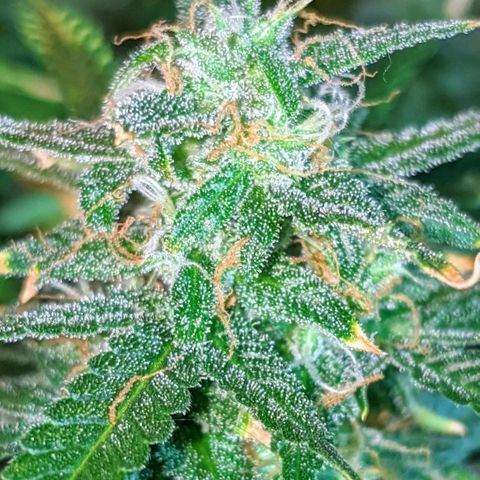 Candy Cane growlog timeline photo