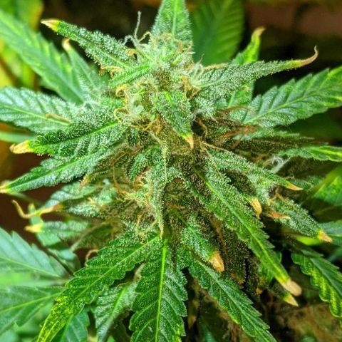 Candy Cane growlog timeline photo