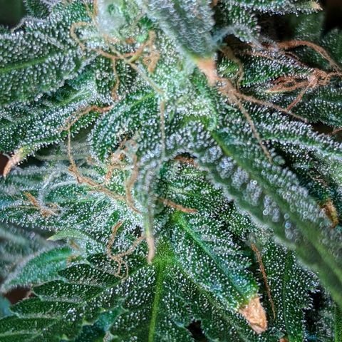 Candy Cane growlog timeline photo