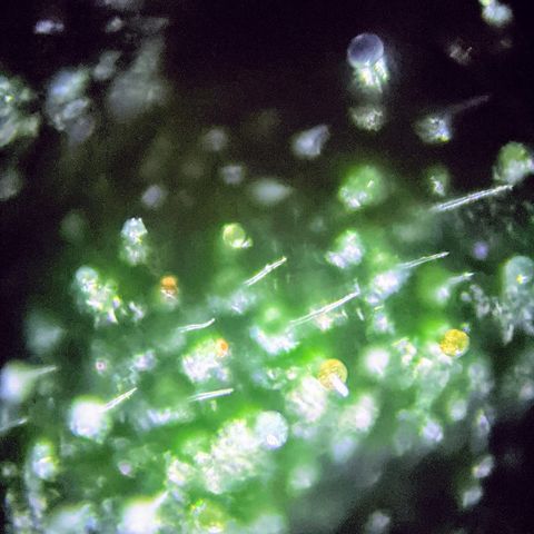 Candy Cane growlog photo: Few amber, some clear, mostly cloudy. Needs more time, but keep an eye on it.