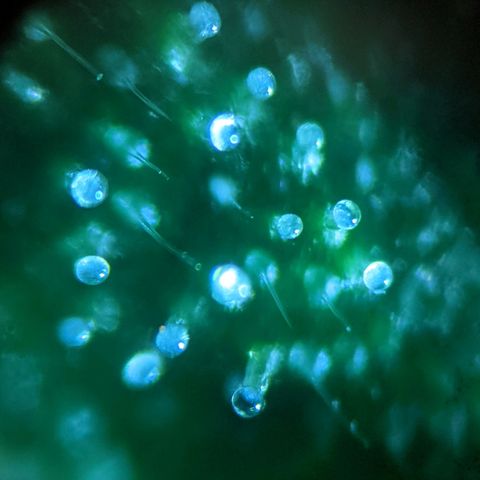 Candy Cane growlog photo: Few amber, some clear, mostly cloudy. Needs more time, but keep an eye on it.