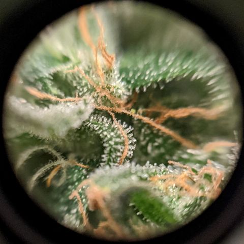 Candy Cane growlog photo: Buds are fattening up slowly. Trichomes appear mostly milky with some clear ones still. Very few amber.
