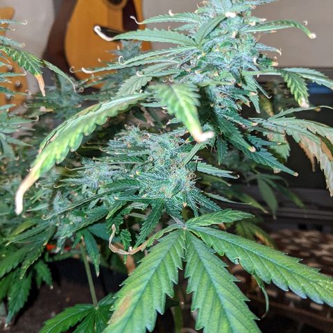 Candy Cane growlog photo: Buds are fattening up slowly. Trichomes appear mostly milky with some clear ones still. Very few amber.