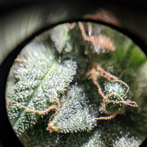 Candy Cane growlog photo: Trichomes are milky with a few amber. Send into darkness on Friday. Cut down on Sunday or Monday and hang in dark tent to dry. Trim the following weekend or so.
