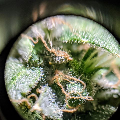 Candy Cane growlog photo: Trichomes are milky with a few amber. Send into darkness on Friday. Cut down on Sunday or Monday and hang in dark tent to dry. Trim the following weekend or so.