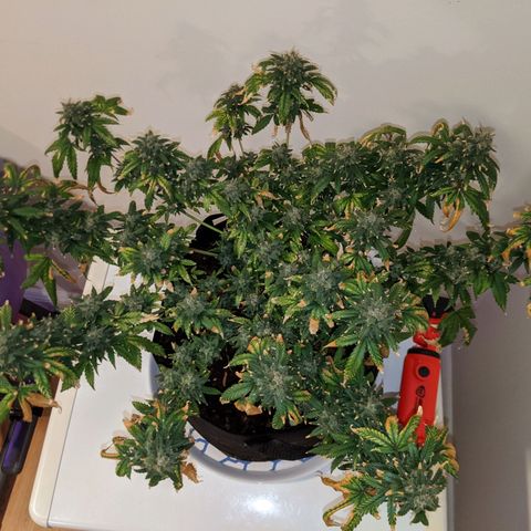 Candy Cane growlog photo: Placed into darkness at noon. Harvest noon Sunday.