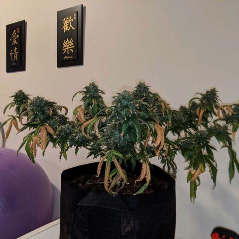 Candy Cane growlog photo: Placed into darkness at noon. Harvest noon Sunday.