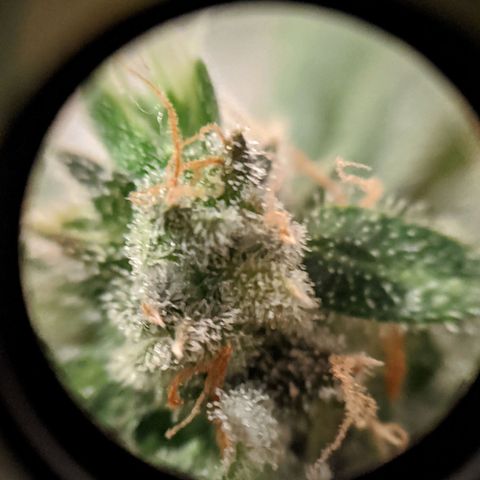 Candy Cane growlog photo: Placed into darkness at noon. Harvest noon Sunday.