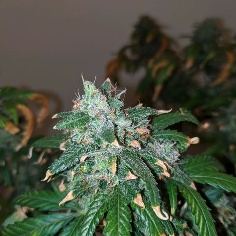 Candy Cane growlog photo: Placed into darkness at noon. Harvest noon Sunday.