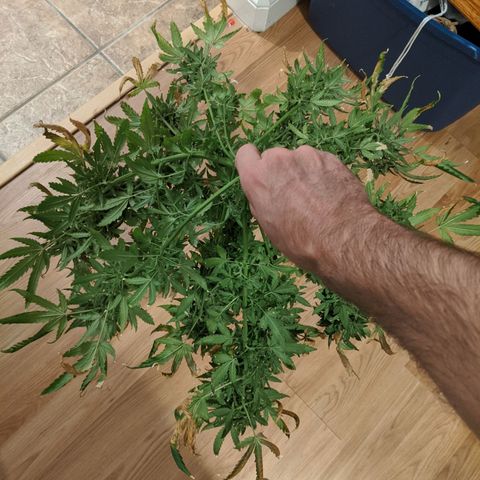Candy Cane growlog timeline photo