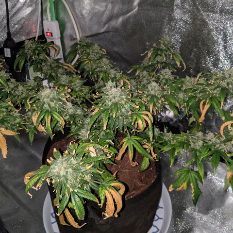 Candy Cane growlog timeline photo