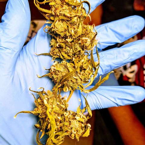 Candy Cane growlog photo: Trim day!