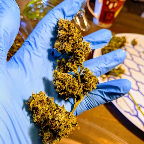 Candy Cane growlog photo: Trim day!