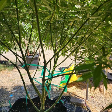 Vineyard special  growlog timeline photo