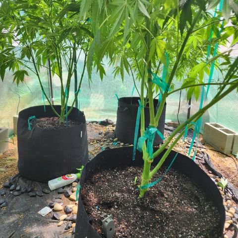 Vineyard special  growlog timeline photo