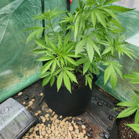Vineyard special  growlog timeline photo