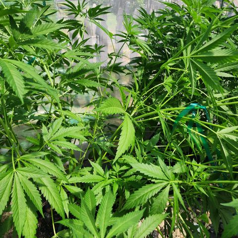 Vineyard special  growlog timeline photo
