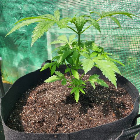 Vineyard special  growlog timeline photo