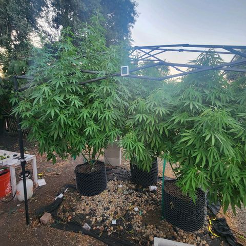 Vineyard special  growlog timeline photo