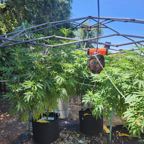 Vineyard special  growlog timeline photo