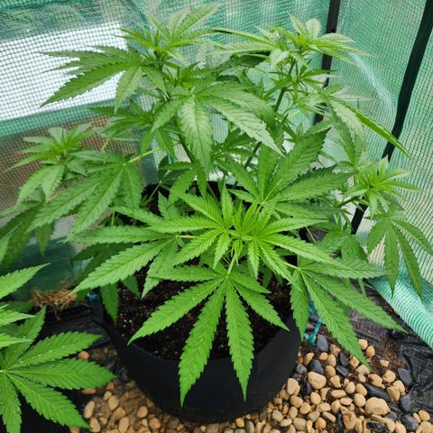 Vineyard special  growlog timeline photo