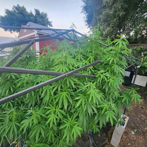 Vineyard special  growlog timeline photo