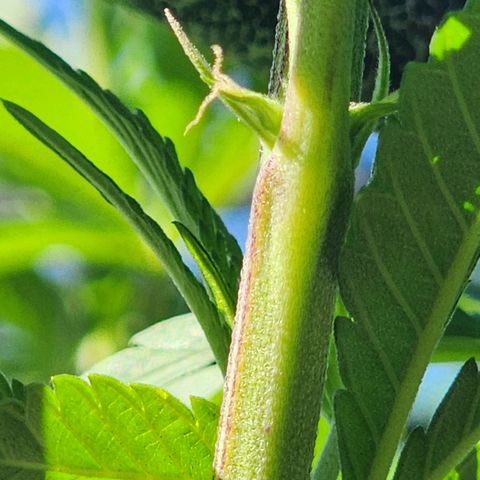 Vineyard special  growlog timeline photo
