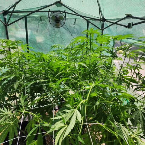 Vineyard special  growlog timeline photo