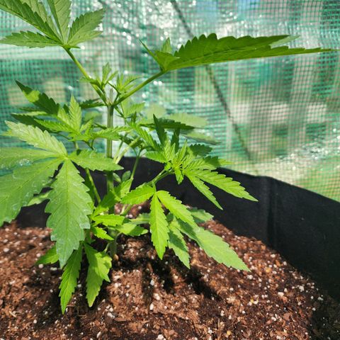 Vineyard special  growlog timeline photo
