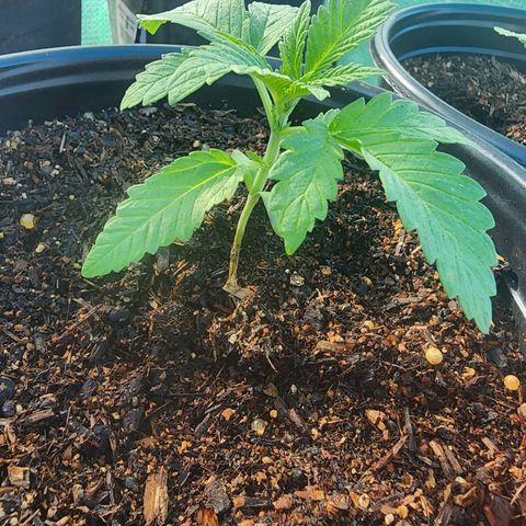 Vineyard special  growlog timeline photo