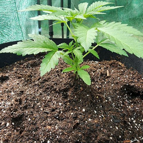 Vineyard special  growlog timeline photo