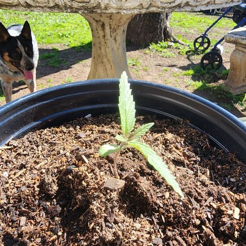 Vineyard special  growlog timeline photo
