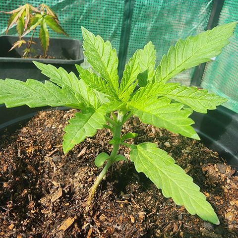 Vineyard special  growlog timeline photo