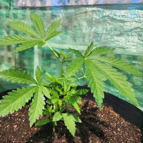 Vineyard special  growlog timeline photo
