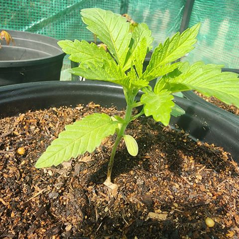 Vineyard special  growlog timeline photo