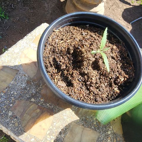 Vineyard special  growlog timeline photo