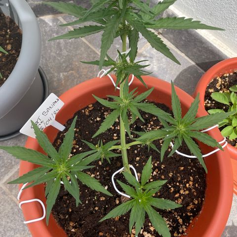 banana Purple Punch - automatic growlog photo: Defoliated and last LST adjustment.