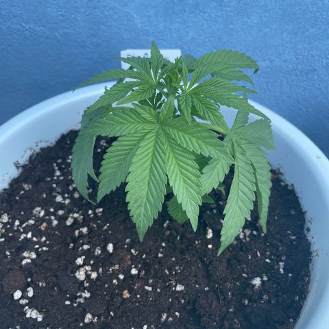 Do-si-dos (experimental) growlog timeline photo