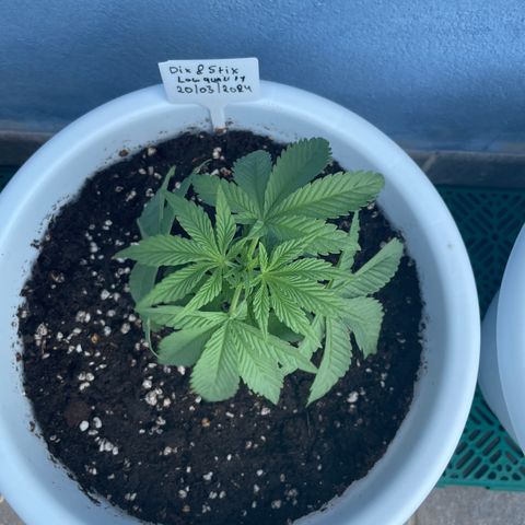 Do-si-dos (experimental) growlog timeline photo