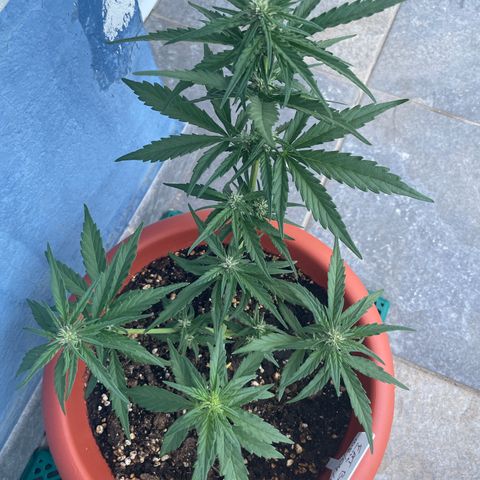 banana Purple Punch - automatic growlog photo: Feeding with 400ml
