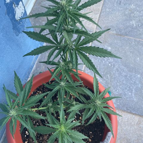 banana Purple Punch - automatic growlog timeline photo