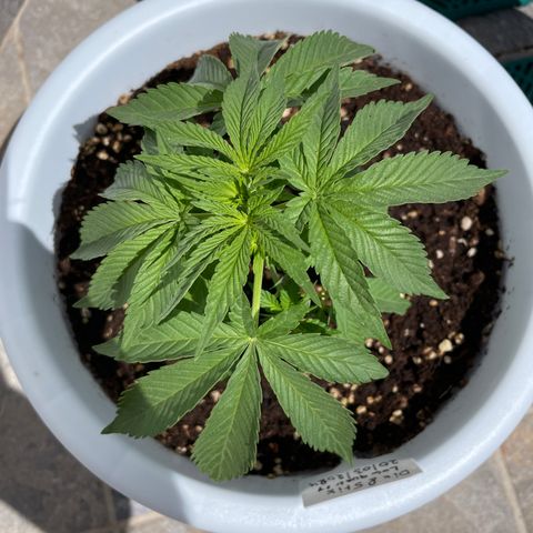 Do-si-dos (experimental) growlog timeline photo